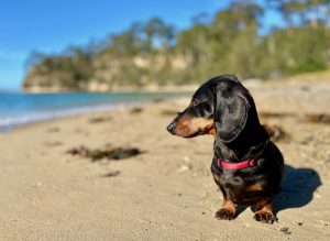 Dog-Friendly Batemans Bay
