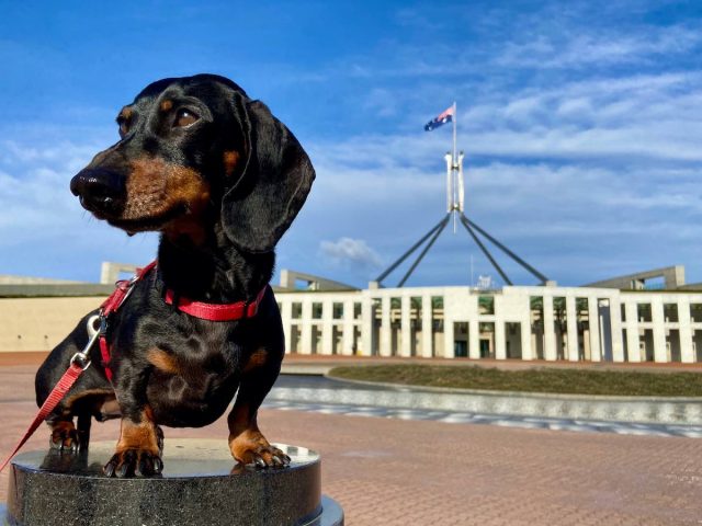 Flying a dog in Australia