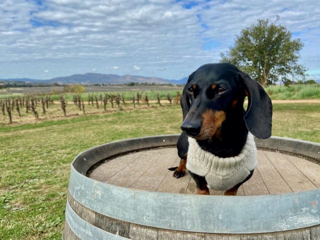 Dog-Friendly Mudgee