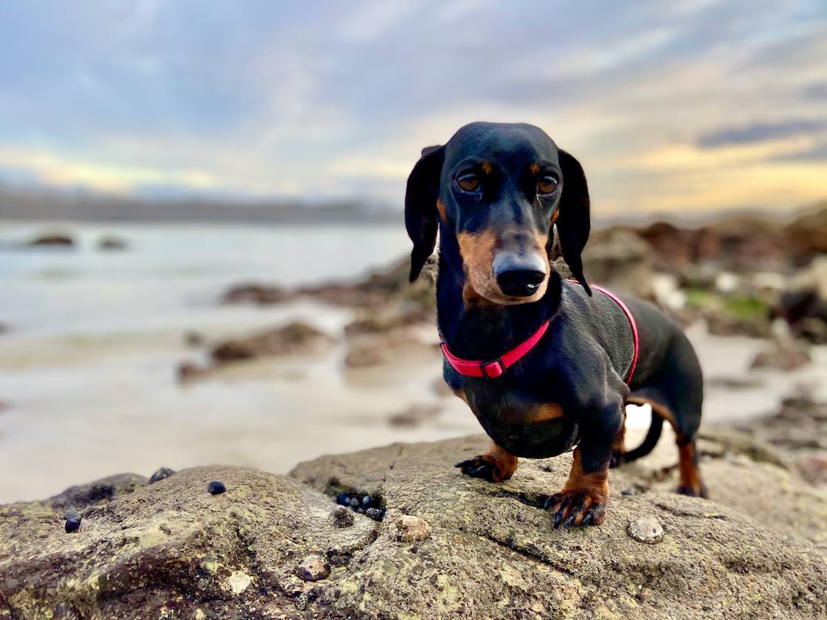 25+ Kost Pet Friendly Jakarta Pics | SiPeti