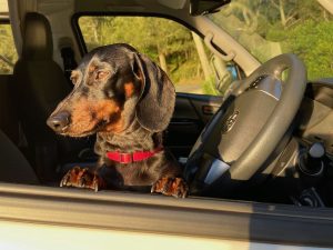 Dog in Drivers Seat