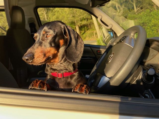 Dog-friendly campervan hire