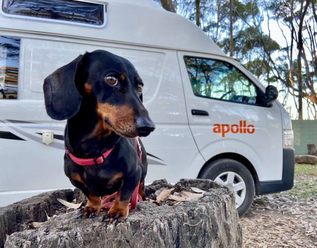 Dog with Apollo Campervan