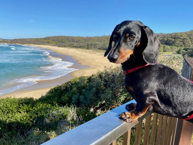 Dog at Duesbury Beach, at dog-friendly beach at Narooma