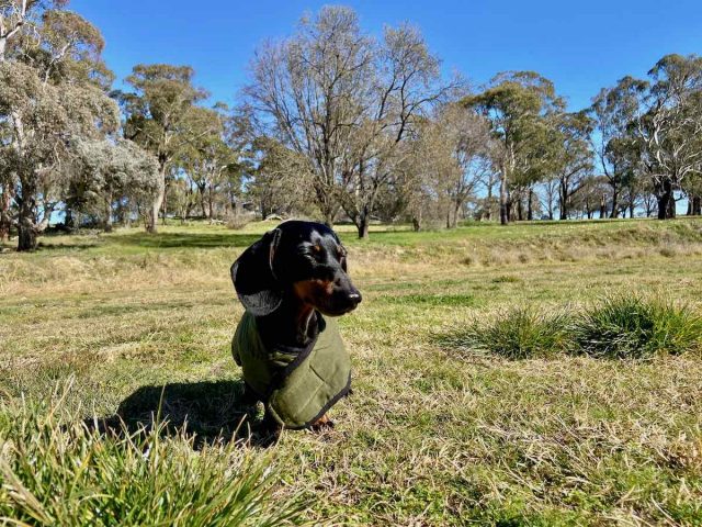 Gosling Creek Reserve with Dog