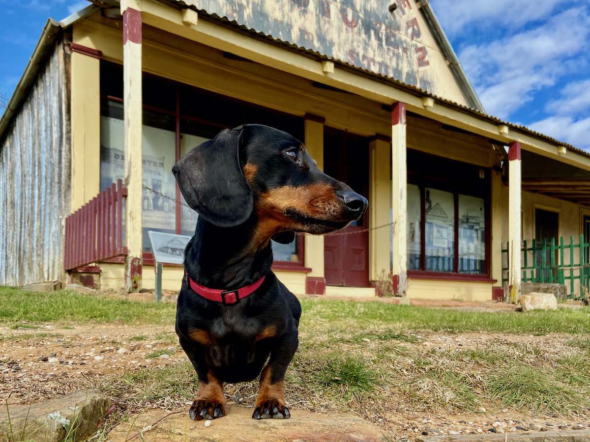 DogFriendly Mudgee Visiting Mudgee with a Dog Travelnuity