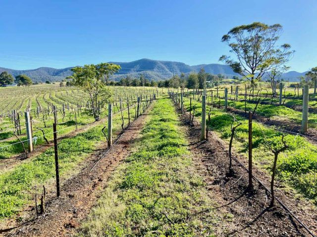 Hunter Valley Vineyard