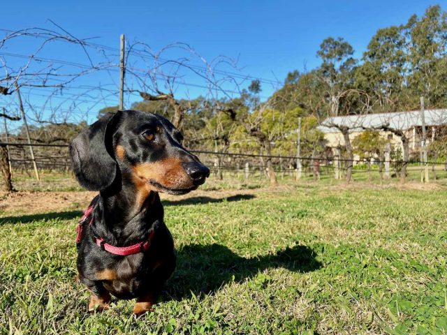 Hunter Valley vineyard with dog