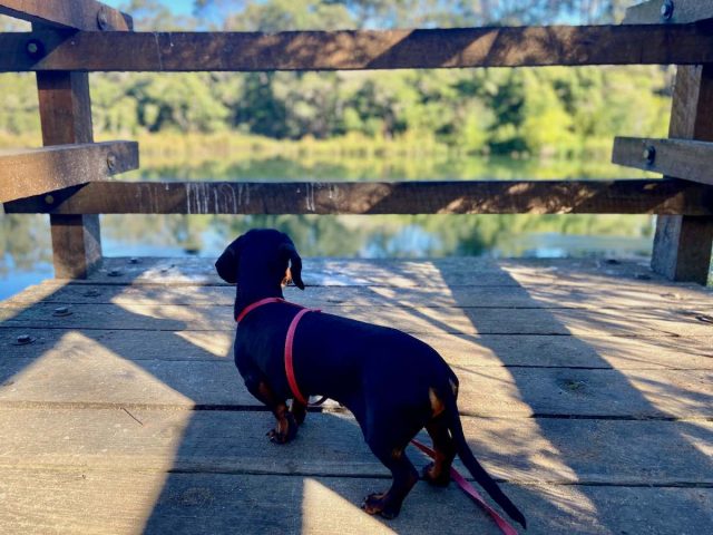 Kitchener Dam Walk