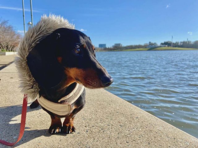 Dog next to Lake Burley Griffin in winter