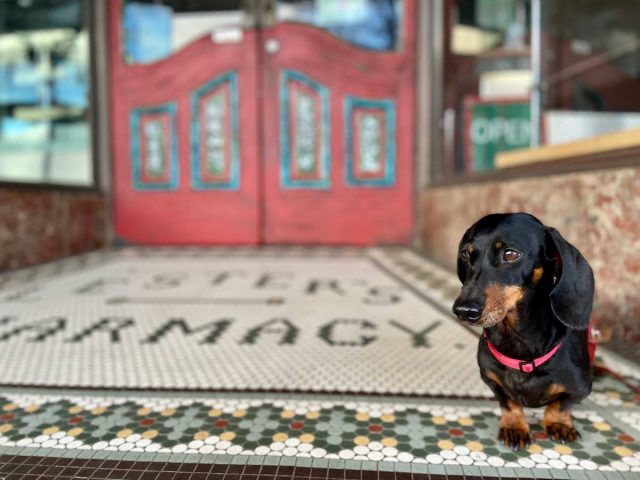 Lesters Pharmacy Mudgee with Dog