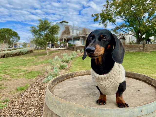 Lowe Wines with Dog