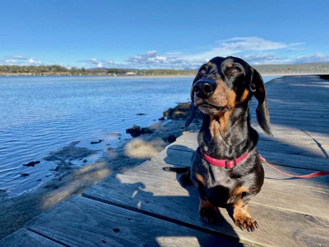 Dog on the Merimbula Boardwalk