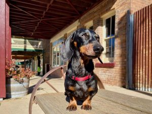 Millthorpe with Dog