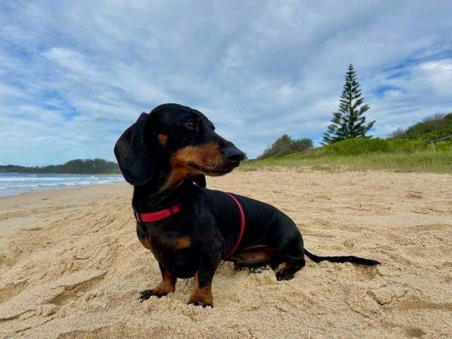 Mollymook Beach