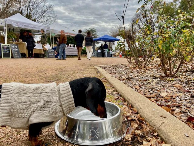 Mudgee Farmers Market with Dog