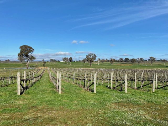 Vineyards in Murrumbateman