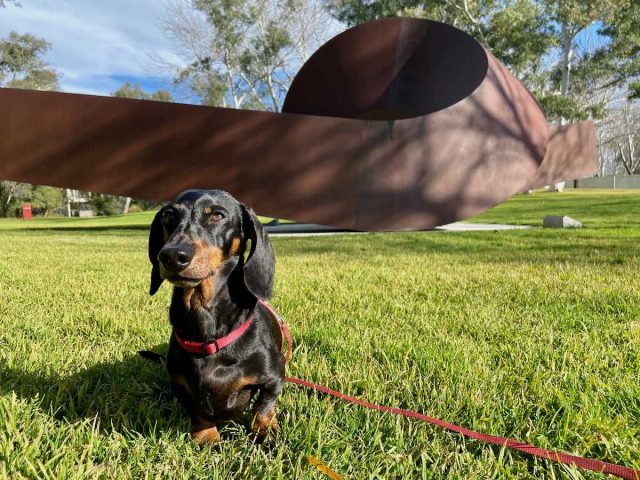 Clement Meadmore's steel sculpture "Virginia"