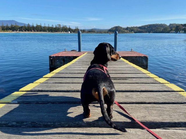 Dog at Narooma