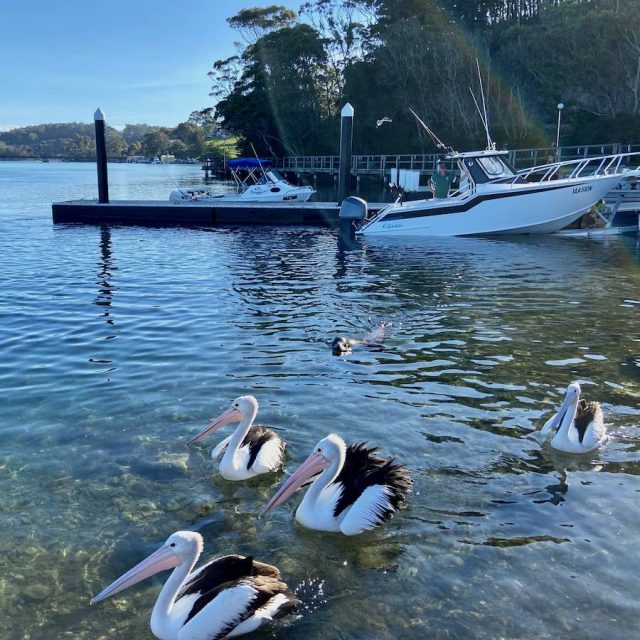 Narooma New Boat Ramp with Pelicans and Seal