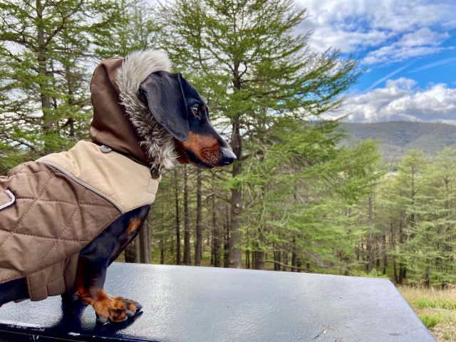 Dog at the Himalayan Cedars in the National Arboretum