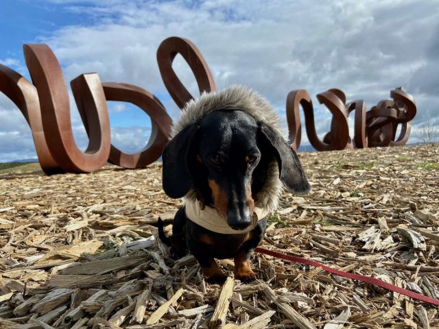 Dog in front of the sculpture, "Wide Brown Land"