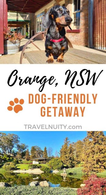 Dog-Friendly Orange pin