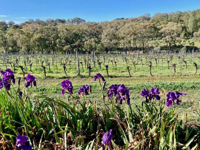 Orange Vineyard