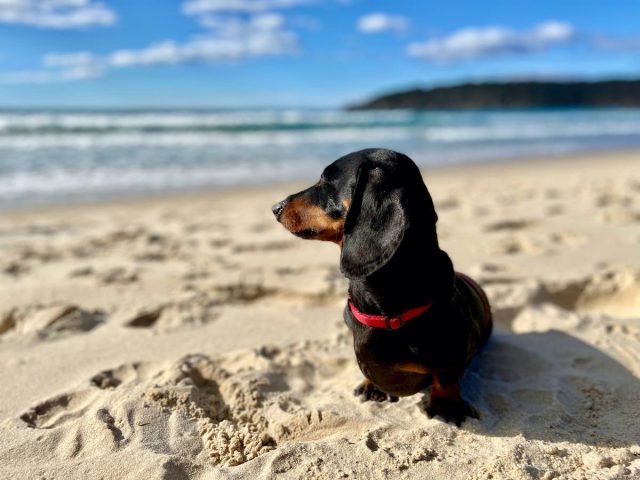 Dog on beach in Pambula