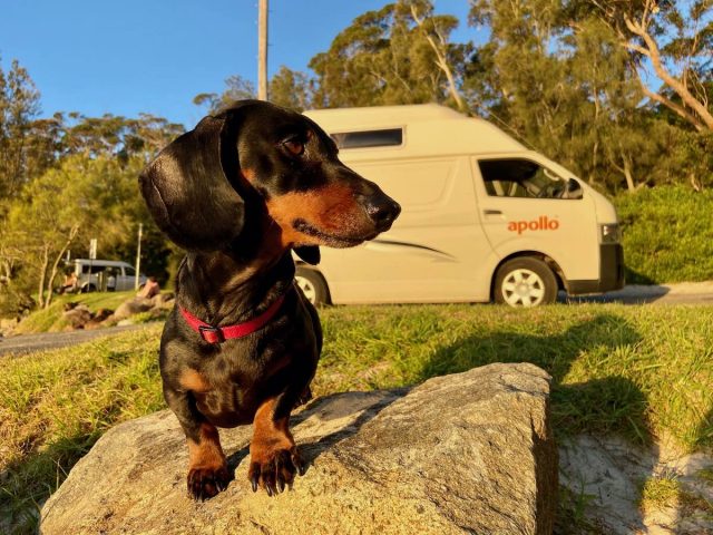 Pet-Friendly Campervan in Australia