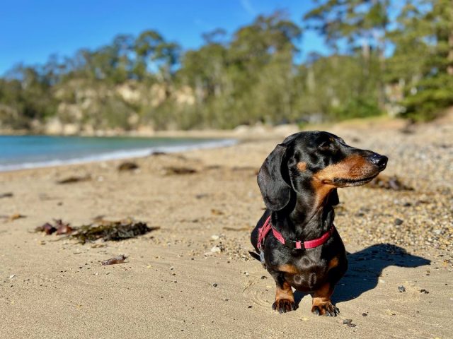 Sunshine Bay Beach with dog