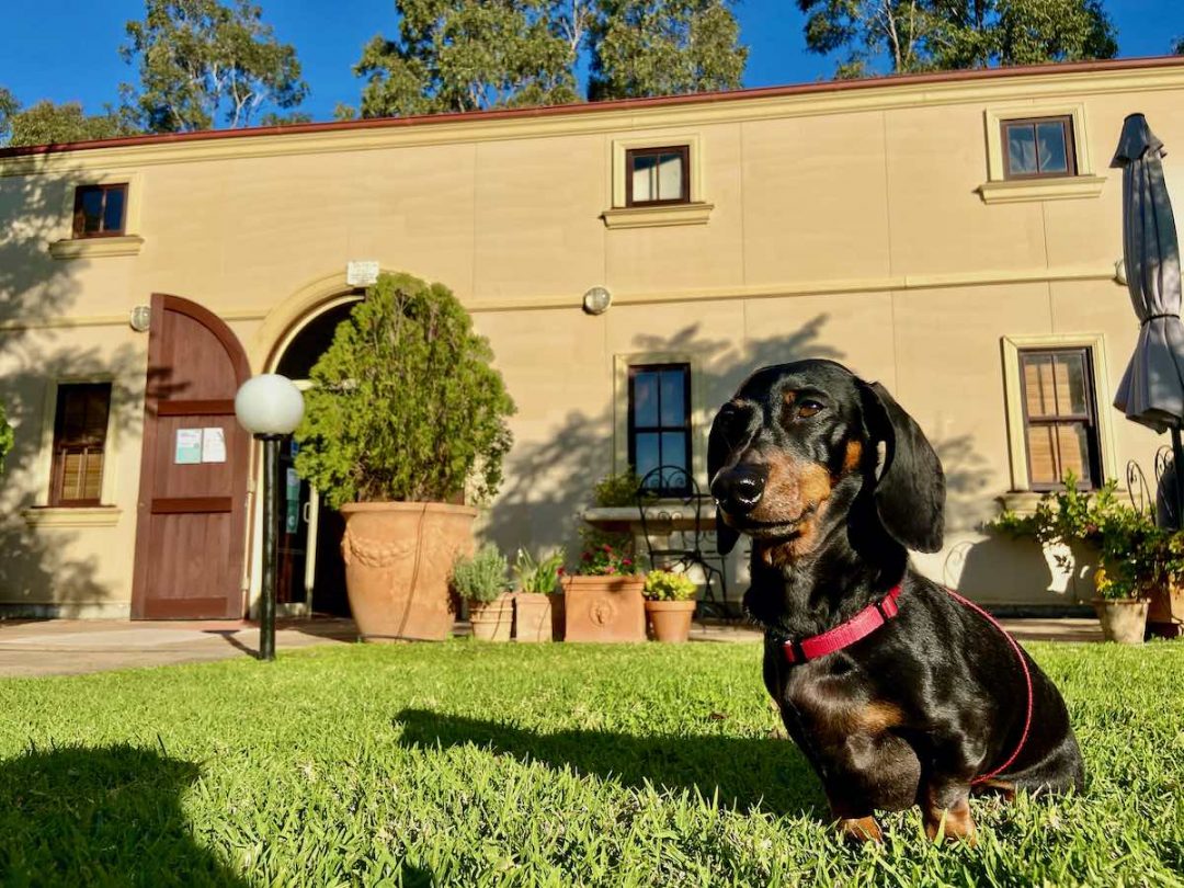 DogFriendly Hunter Valley, NSW Visiting with a Dog Travelnuity