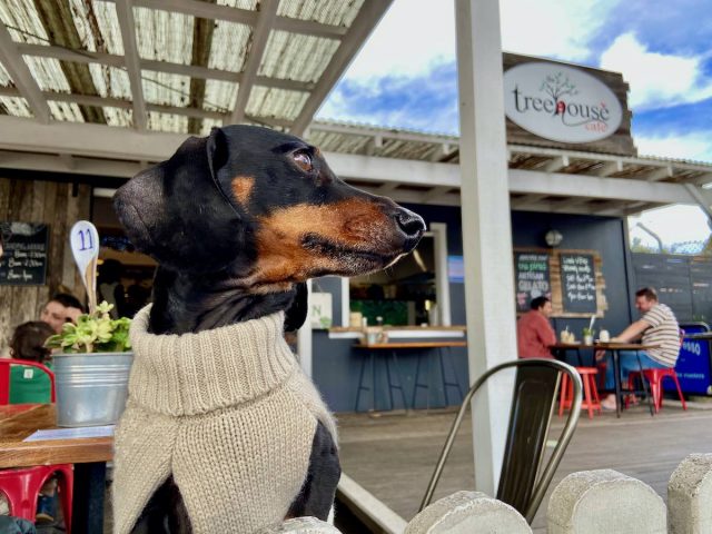 Dog dining at a cafe