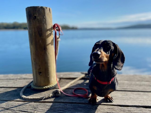 Dog at Tuross Boatshed