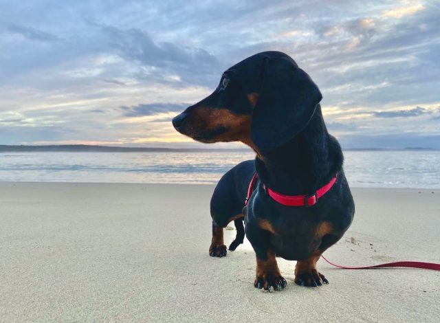 Dog beaches NSW