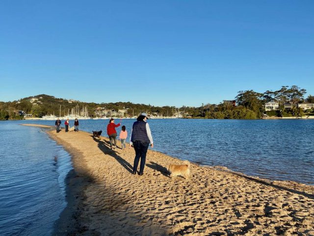 Dog beaches Northern Beaches