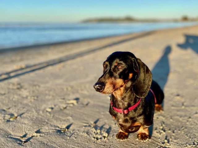 Dog at Belongil Beach, Byron Bay
