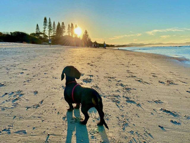 Belongil Beach in Byron Bay with dog at sunset
