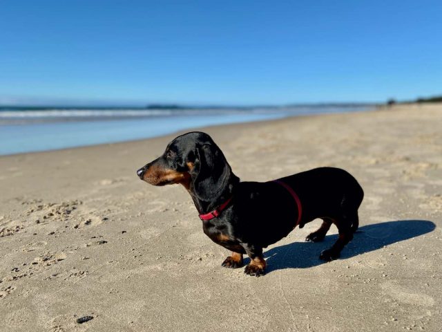Dog on Brunswick Heads Beach