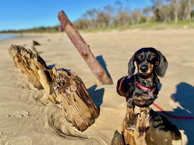 Buster Shipwreck with Dog