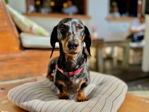 Byron General Store with Dog