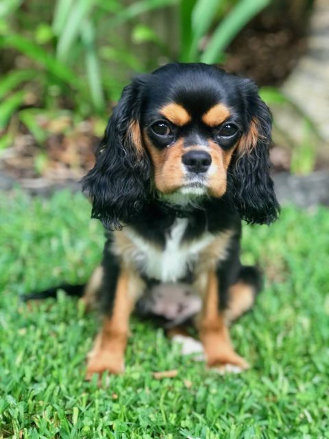 Cavalier King Charles Spaniel