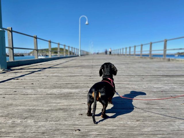 Coffs Harbour Jetty with Dog