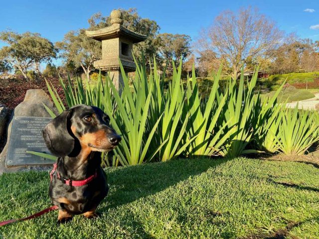 Dog-friendly gardens NSW - Cowra Japanese Garden