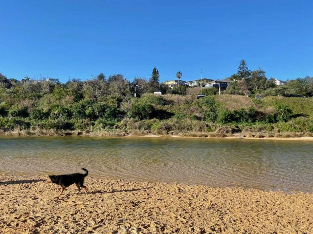 Curl Curl dog beach