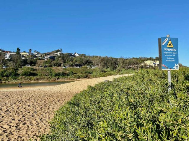 Dog friendly beaches northern beaches