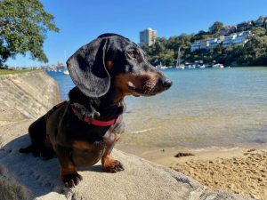 Dog Beaches Sydney