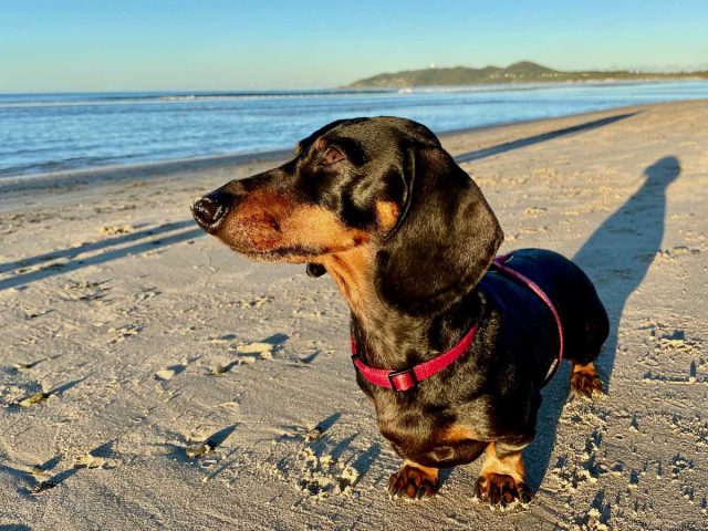 Dog-Friendly Byron Bay