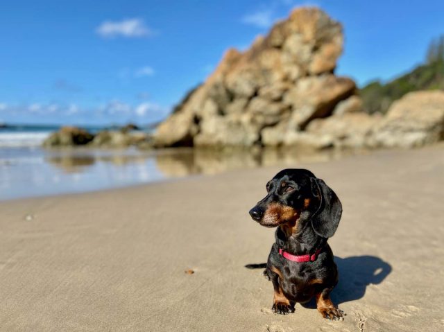 Dog at the off-leash Nobby's Beach, NSW