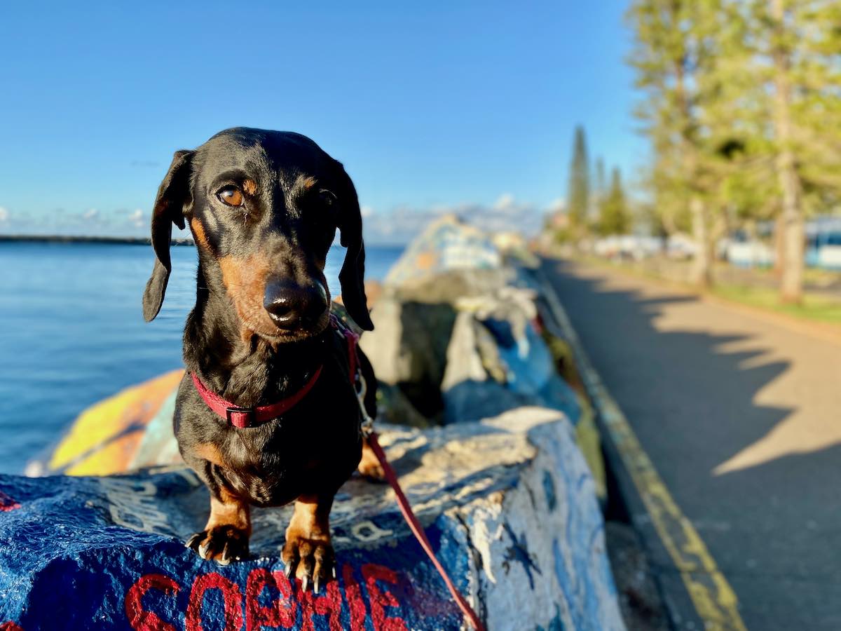 DogFriendly Port Macquarie, NSW Visiting with a Dog Travelnuity